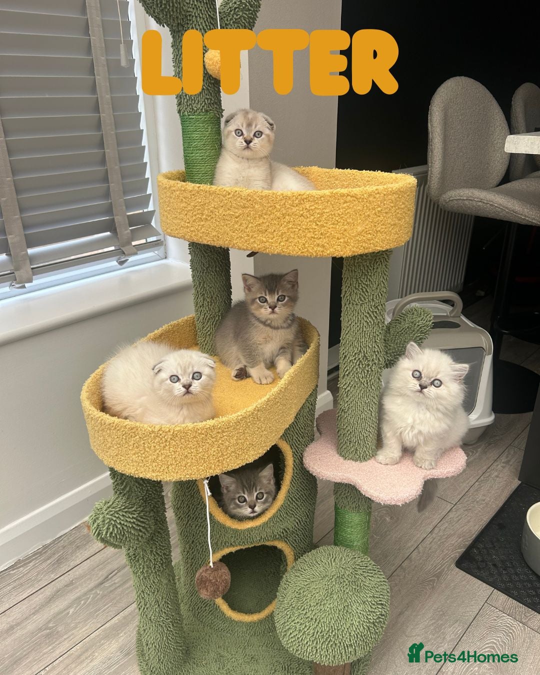 Scottish Fold cats for sale: 🐾 Stunning Scottish Fold Kittens - Ready Soon!🐾 - Image 1