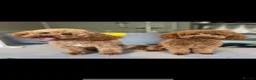Toy Poodle dogs for stud: Kc Registered Toy Poodle for Stud in Chesterfield - Advert 2