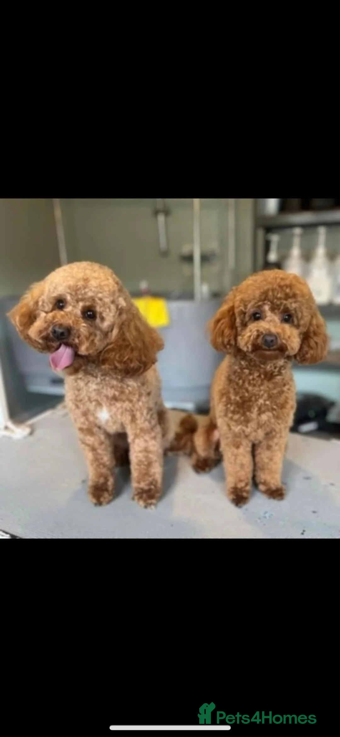 Toy Poodle dogs for stud: Kc Registered Toy Poodle for Stud in Chesterfield - Advert 2