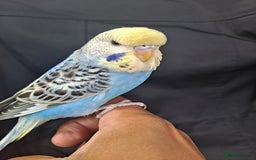 Budgerigars birds for sale: Silly hand tamed baby budgies for sale  - Image 19