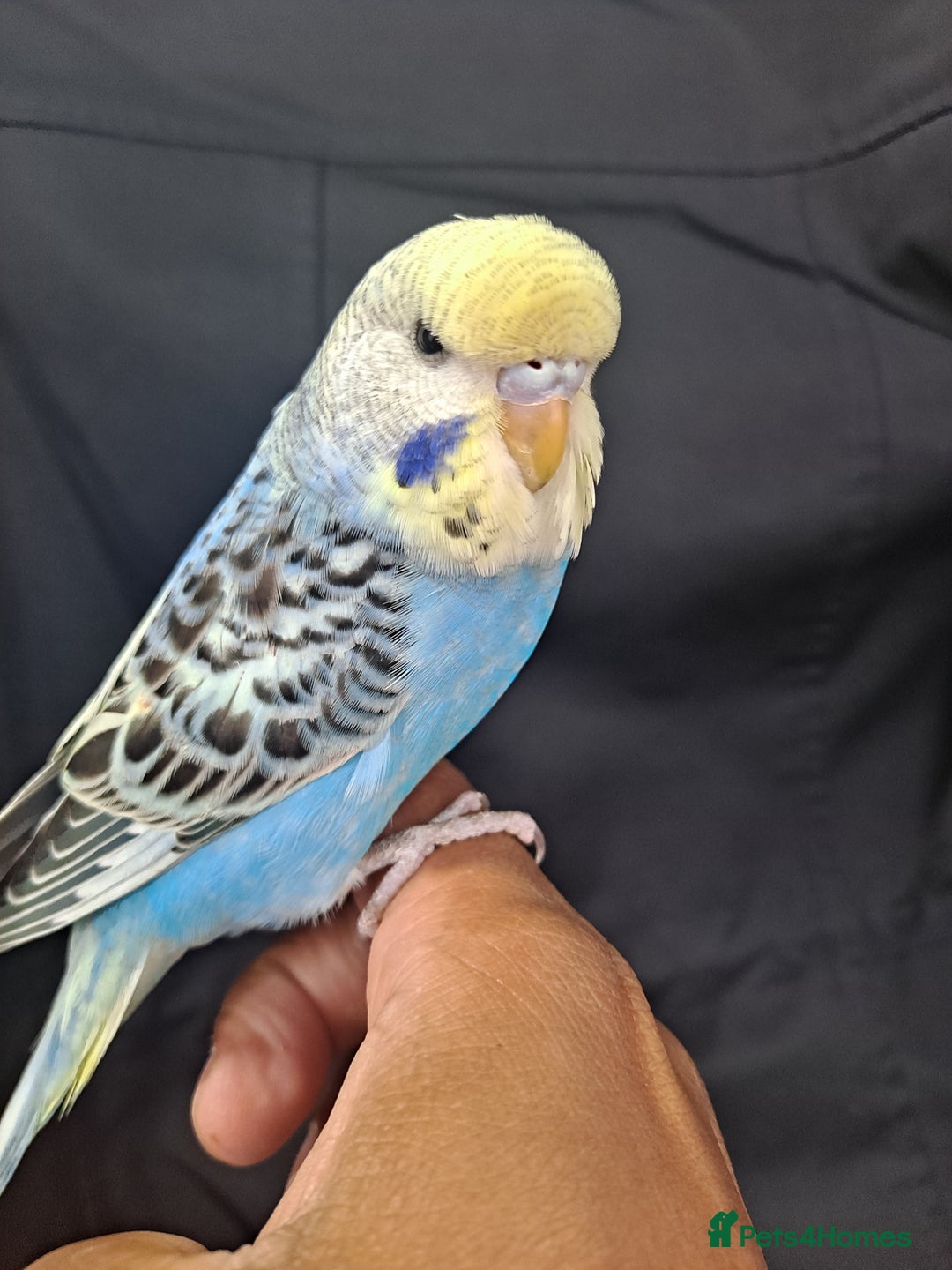 Budgerigars birds for sale: Silly hand tamed baby budgies for sale  - Image 19