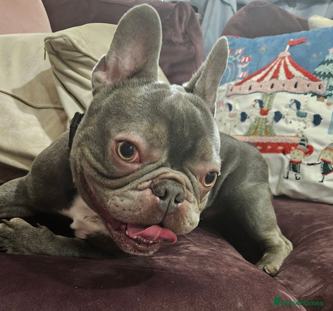 French Bulldog dogs for stud: Prince naseem,STUD kennel club,now available  - Advert 10