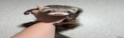 Ferret rodents for sale: Female ferrets for sale  in Wednesbury - Advert 1