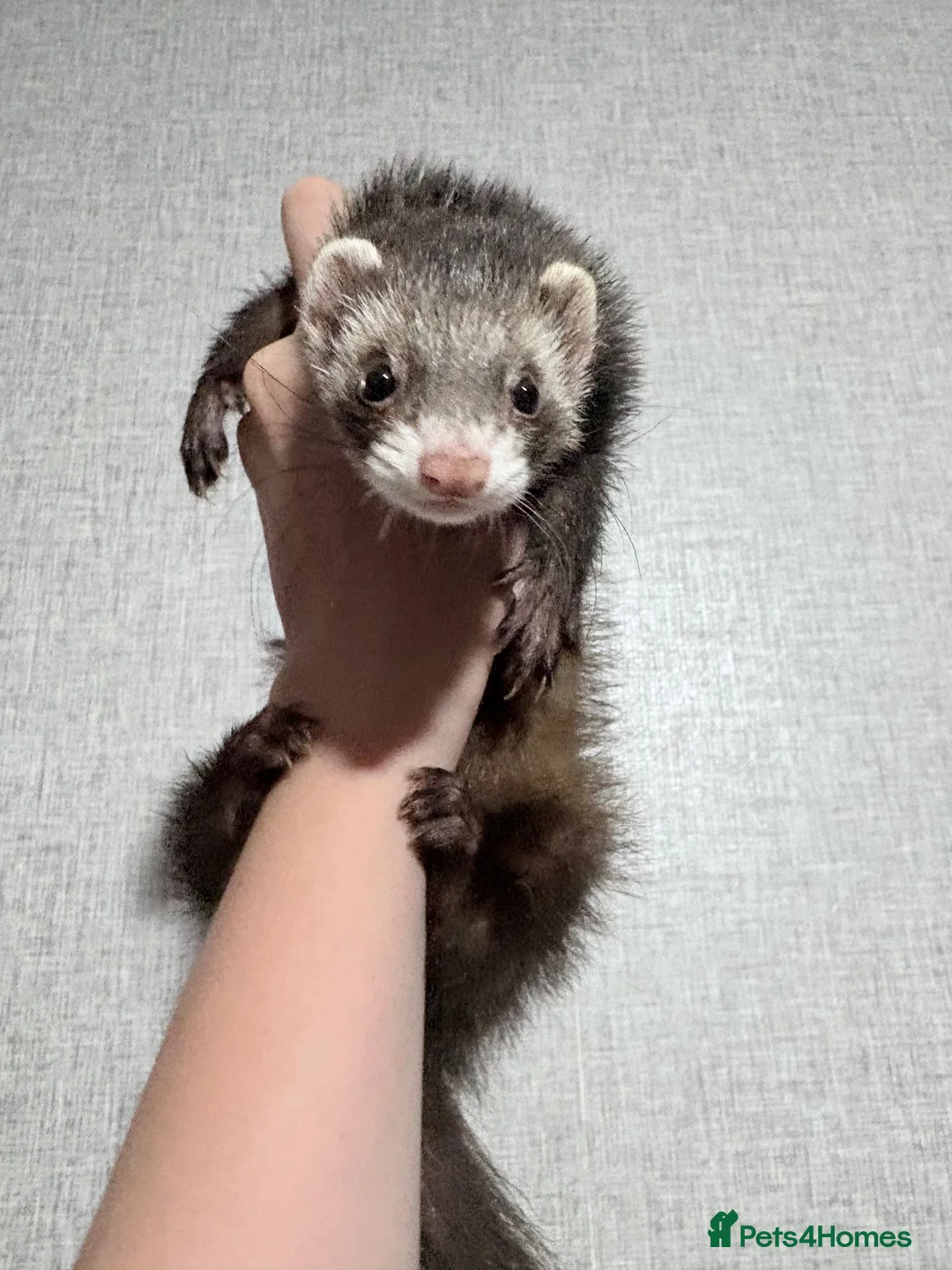 Ferret rodents for sale: Female ferrets for sale  in Wednesbury - Advert 1