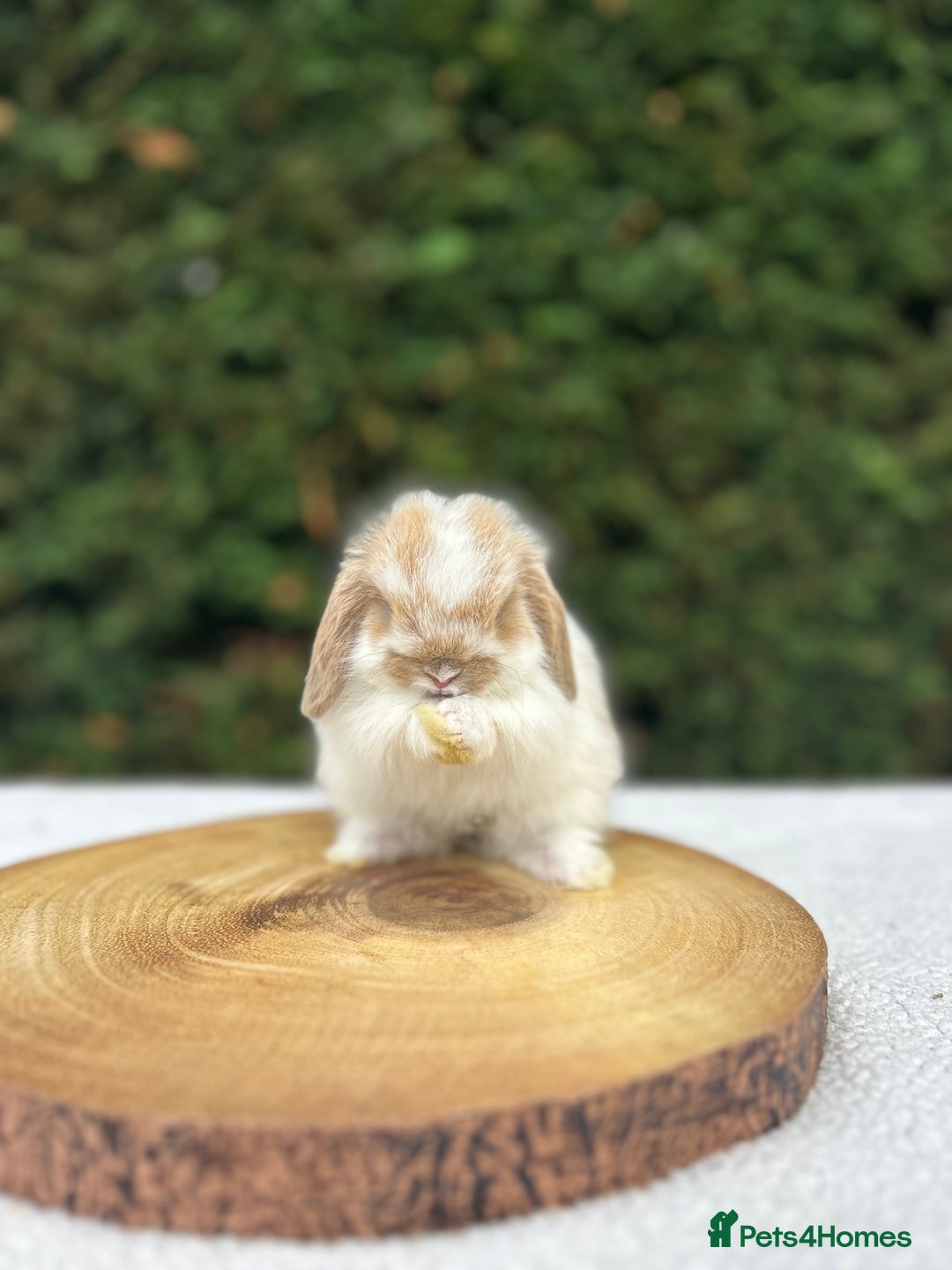 Mini Lop rabbits for sale: LAST 2 BUCKS AVAILABLE in Bury Saint Edmunds - Image 4