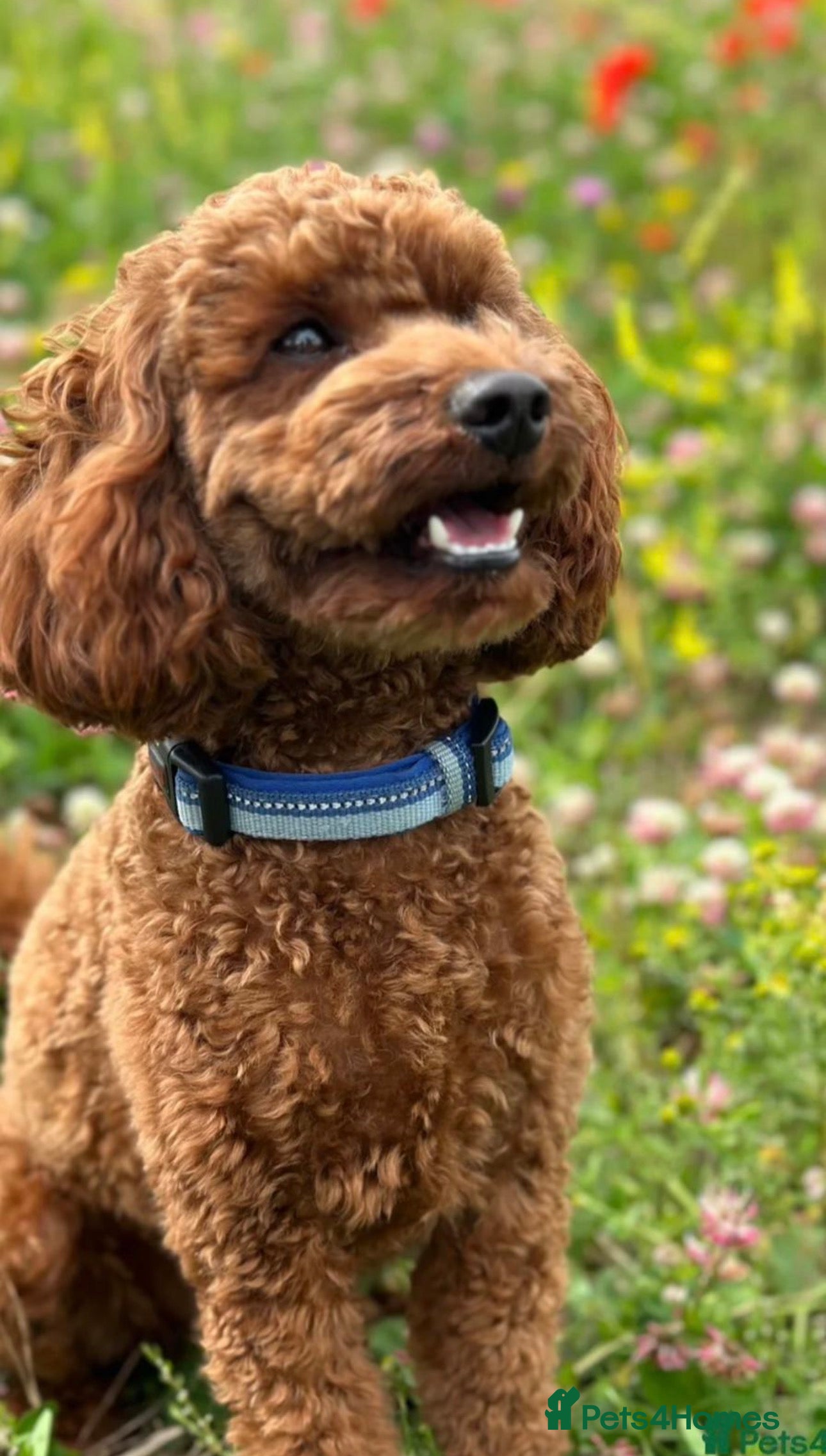 Mini Goldendoodle dogs Miniature Goldendoodle Deep Red - Advert 3