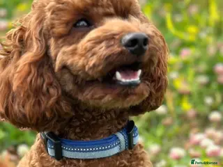 Mini Goldendoodle dogs Miniature Goldendoodle Deep Red - Advert 1