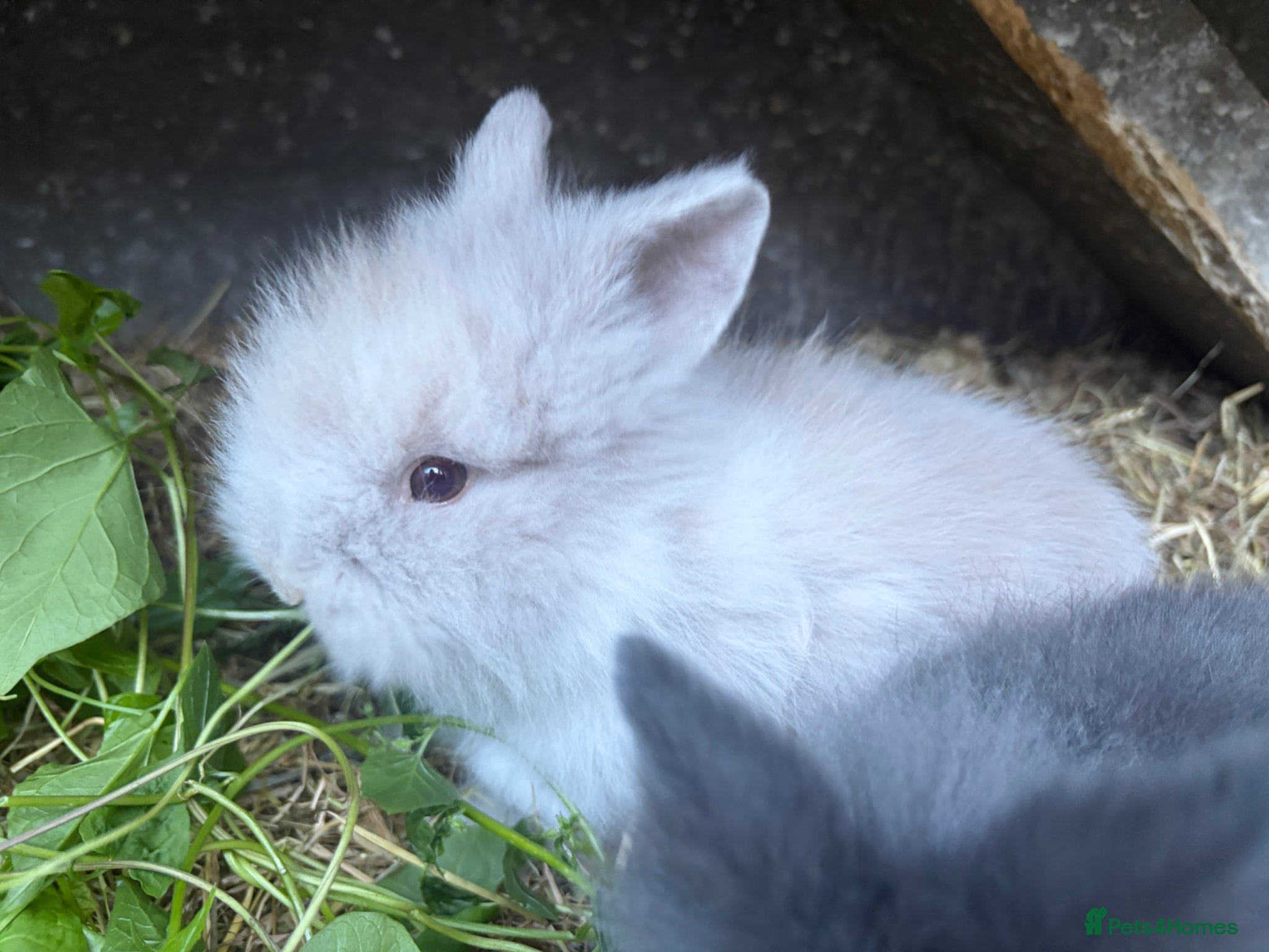 Lionhead rabbits Double mane lion lead bunny’s for sale  - Advert 5