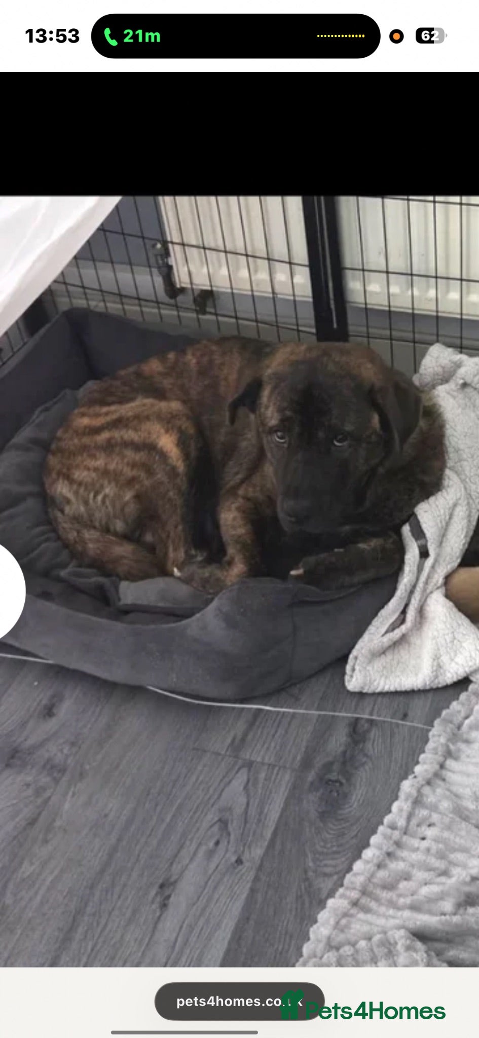 Mixed Breed dogs Shadow for sale  - Advert 15