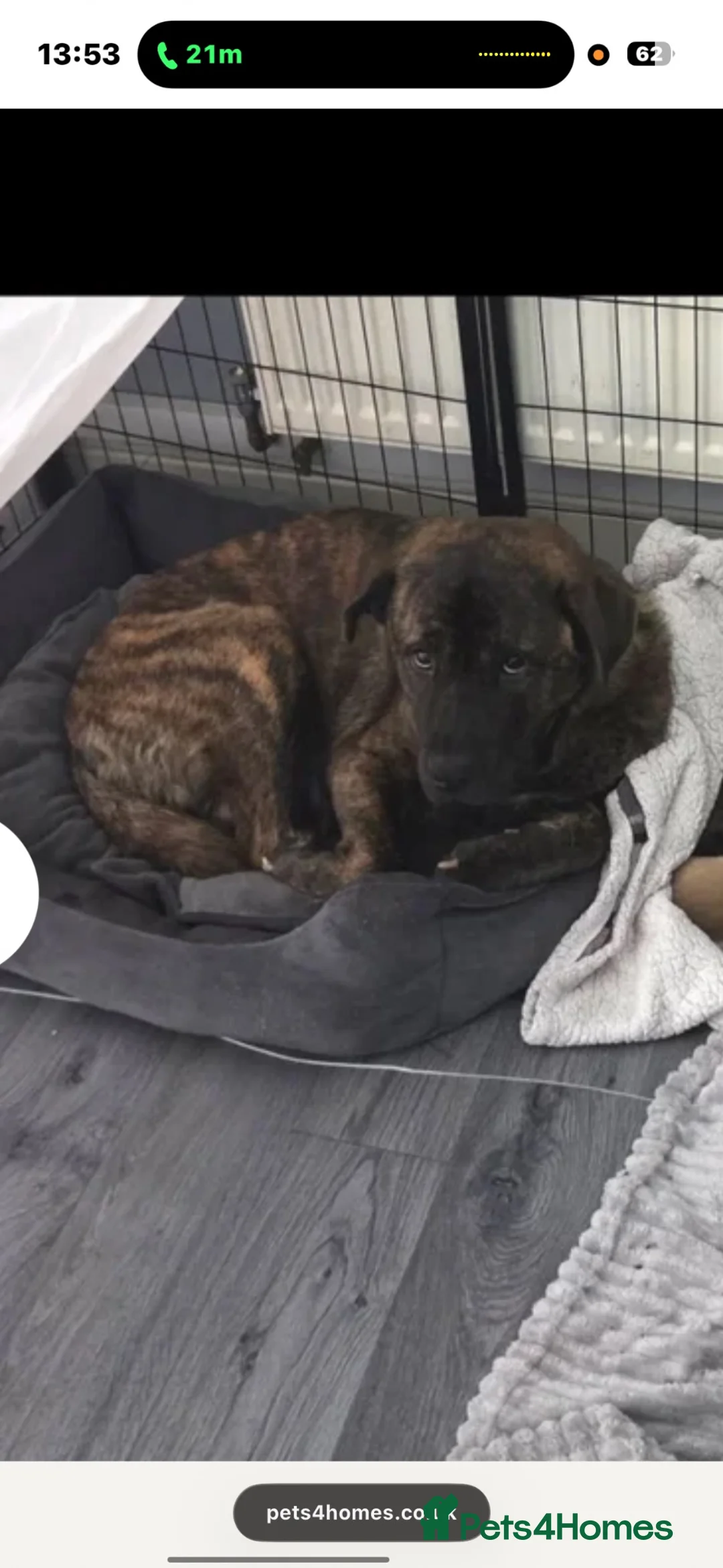 Mixed Breed dogs for sale: Shadow for sale  in Walsall - Advert 1