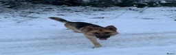 German Shepherd dogs for sale: Simba 8 year old German Shepard needs new home  in Scarborough - Advert 8