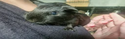 Guinea Pig rodents for sale: Male guinea pigs  - Advert 10