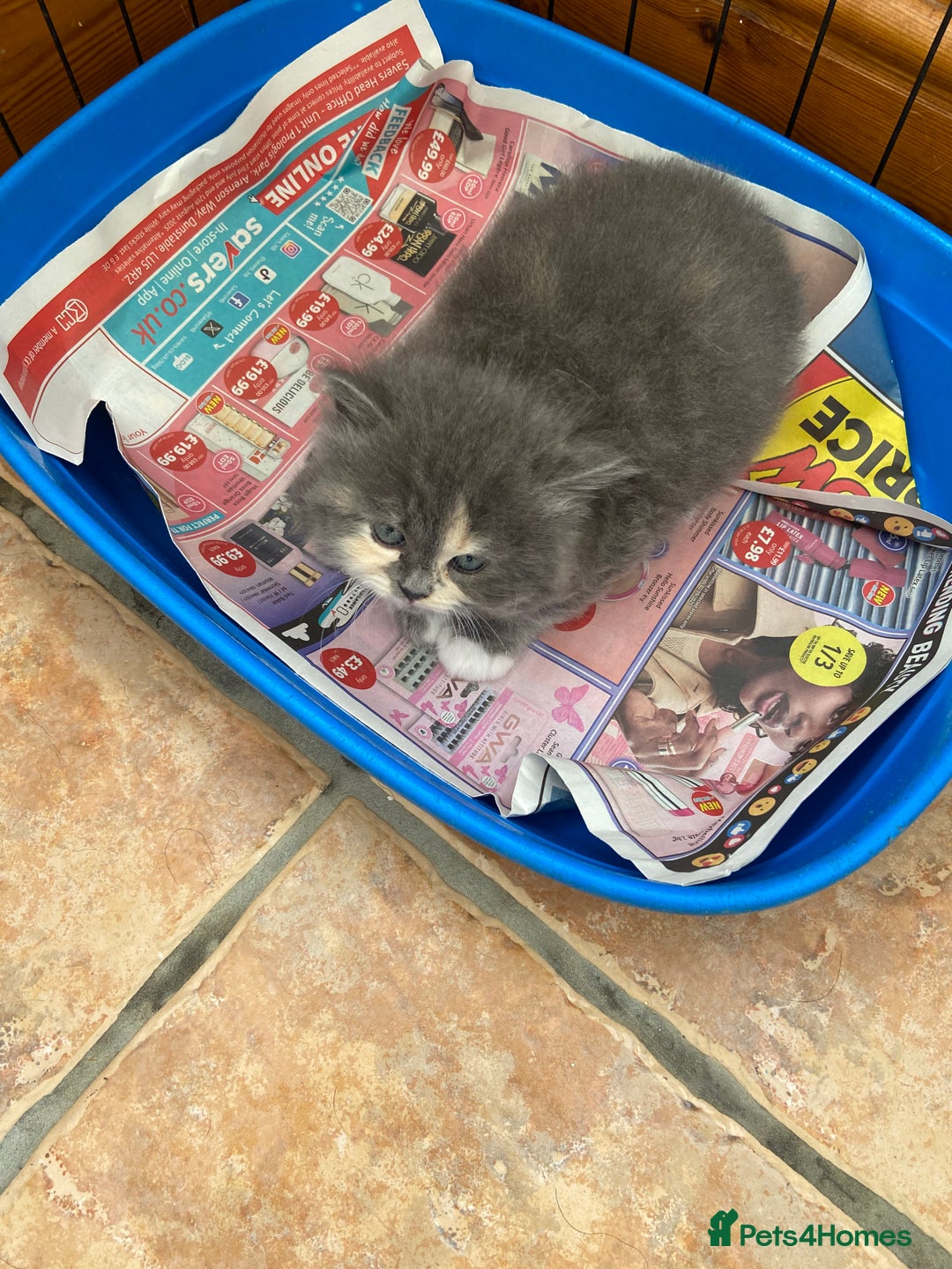 Persian cats for sale: Persian x - Image 6