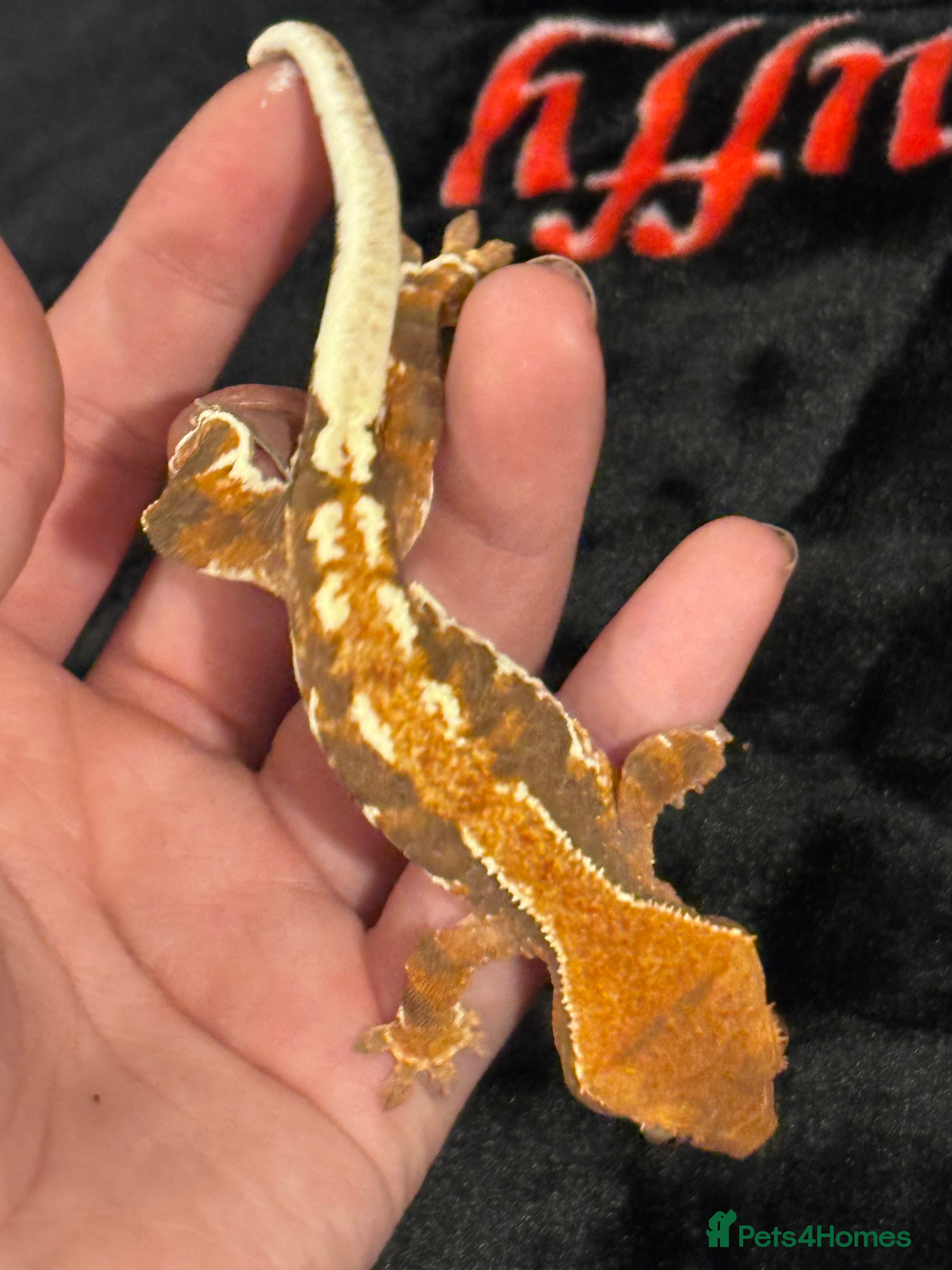 Gecko reptiles Crested Gecko (lillyxPhantom) - Advert 9