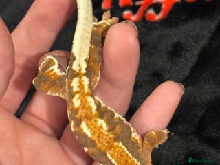 Gecko reptiles Crested Gecko (lillyxPhantom) - Advert 12