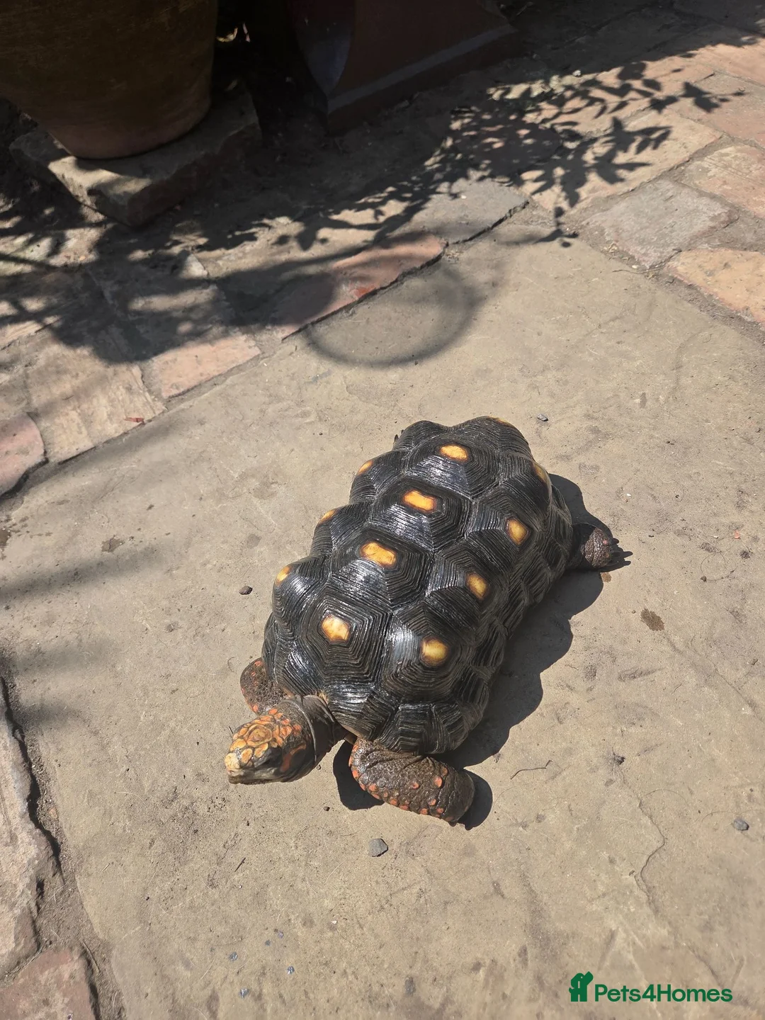 Tortoise reptiles for sale: Male Red FootTortoise (5 years old) - Advert 5