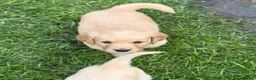 Golden Retriever dogs for sale: KC Golden Retriever Puppies - Advert 9