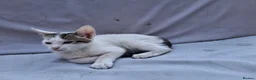 Domestic Shorthair cats for sale: 2 Beautiful kittens  - Advert 5