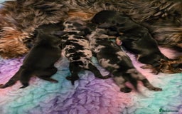 Miniature Dachshund dogs for sale: ✨️Beautiful silver dapple female✨️ - Image 12
