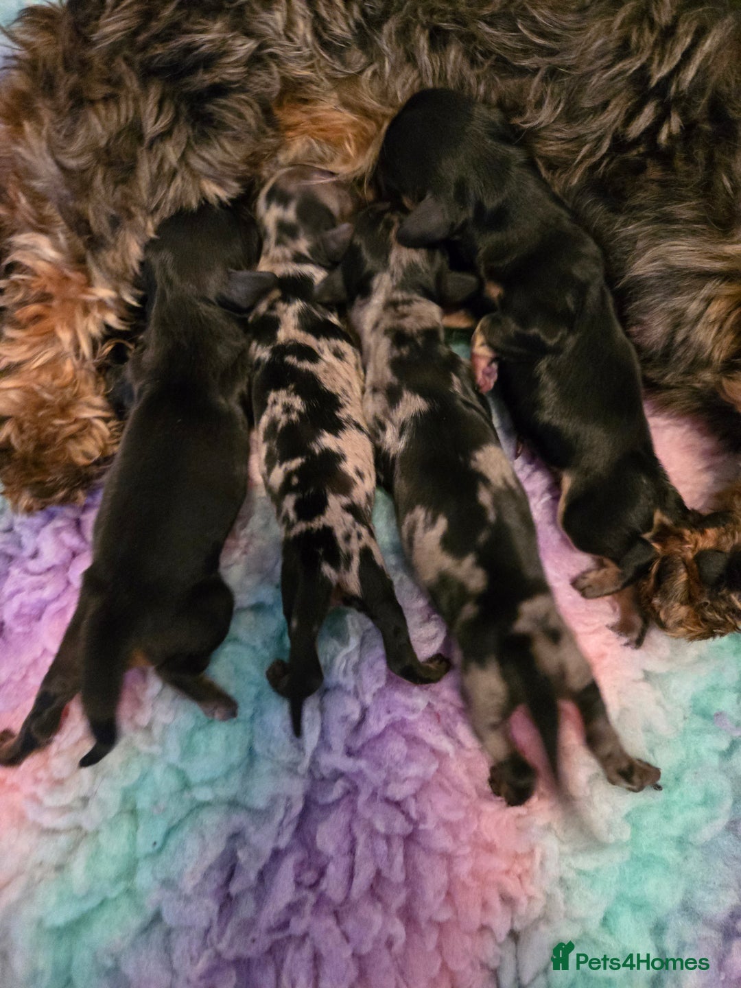 Miniature Dachshund dogs for sale: ✨️Beautiful silver dapple female✨️ - Image 12