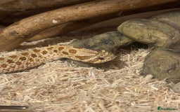 Snake reptiles for sale: Hognose snake and set up  - Image 6