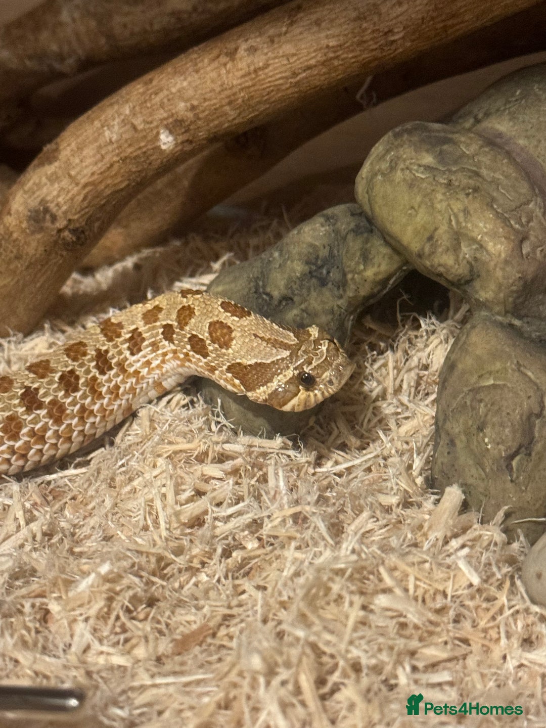 Snake reptiles for sale: Hognose snake and set up  - Image 6