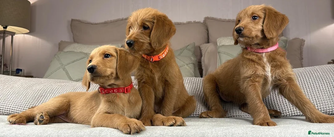 Goldendoodle dogs for sale: “OAKWELL RETRIEVERS” INSTAGRAM  - Advert 2