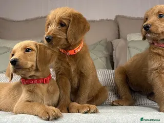 Goldendoodle dogs HEAD TURNING BOYS AND GIRLS. HEALTH TESTED LINEAGE - Advert 6