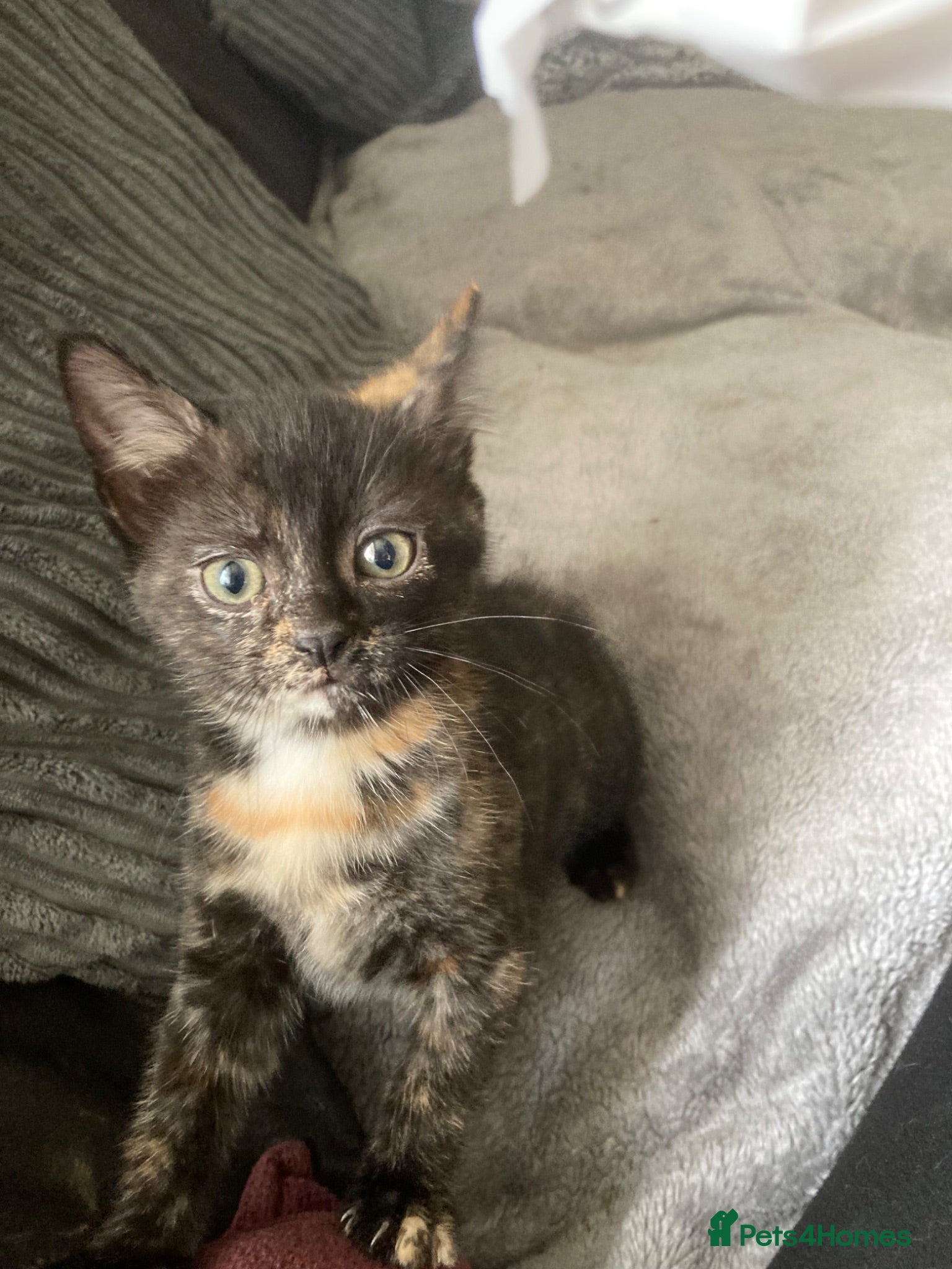 Mixed Breed cats Gorgeous tortoiseshell kitten  - Advert 1