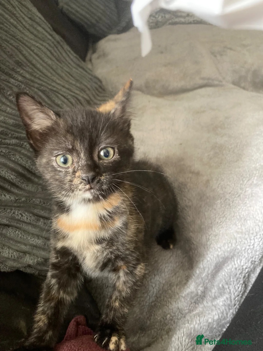 Mixed Breed cats for sale: Gorgeous tortoiseshell kitten  - Advert 1