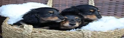 Miniature Dachshund dogs for sale: 3 beautiful miniature dachshunds 🐶  - Advert 9