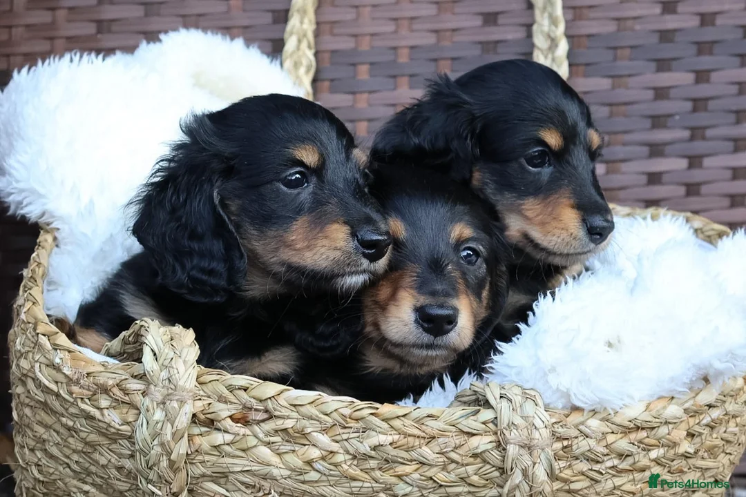 Miniature Dachshund dogs for sale: 1 male 1 female miniature dachshunds🐶 ready to go - Advert 9