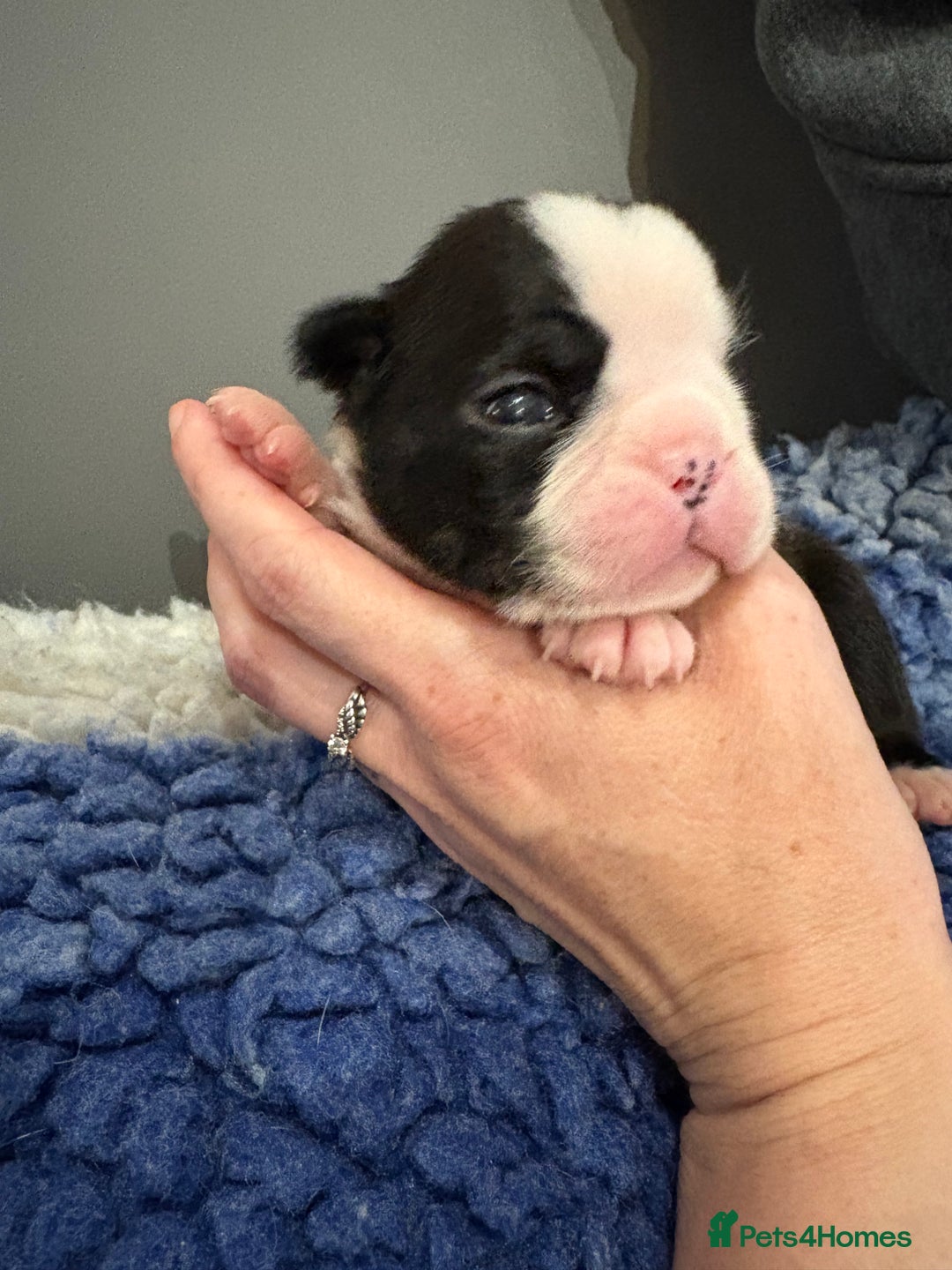 Boston Terrier dogs for sale: Last little girl available Kc reg  - Image 2