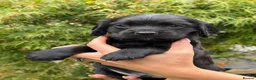 Cocker Spaniel dogs for sale: 2 black male cocker spaniels - Advert 3