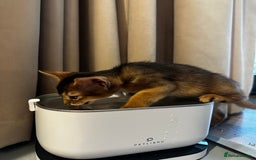Abyssinian cats for sale: Last 3 kittens left ♥️💙 - Image 6