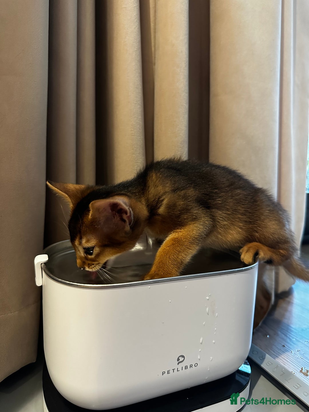 Abyssinian cats for sale: Last 3 kittens left ♥️💙 - Image 6