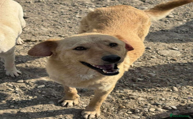 Mixed Breed dogs - Advert 11