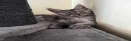 Maine Coon cats for sale: Pure Breed Maine Coon Kittens - Advert 5