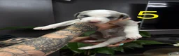 Whippet dogs for sale: Beautiful litter of 6 puppies - 4 girls and 2 boys in Derby - Advert 18