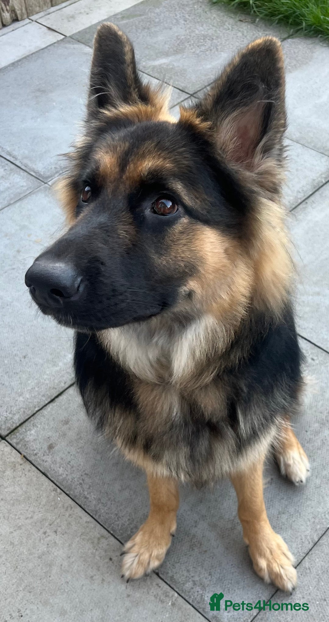 German Shepherd dogs for sale: Beautiful girl - Image 5