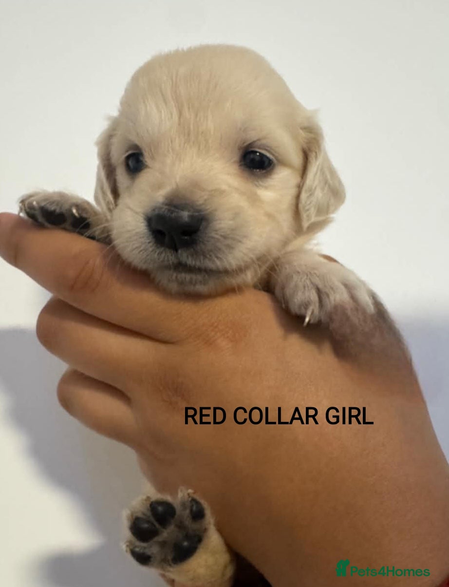 Golden Retriever dogs 🐾 Pure Golden Retriever puppies 🐾  - Advert 2