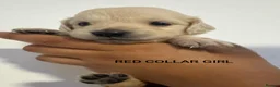 Golden Retriever dogs for sale: 🐾 Pure Golden Retriever puppies 🐾  - Advert 2