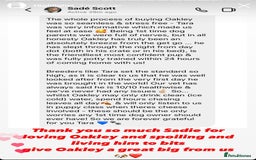 Cavapoo dogs for sale: Extensively Health Tested F1b Cavapoo Puppies  - Advert 16