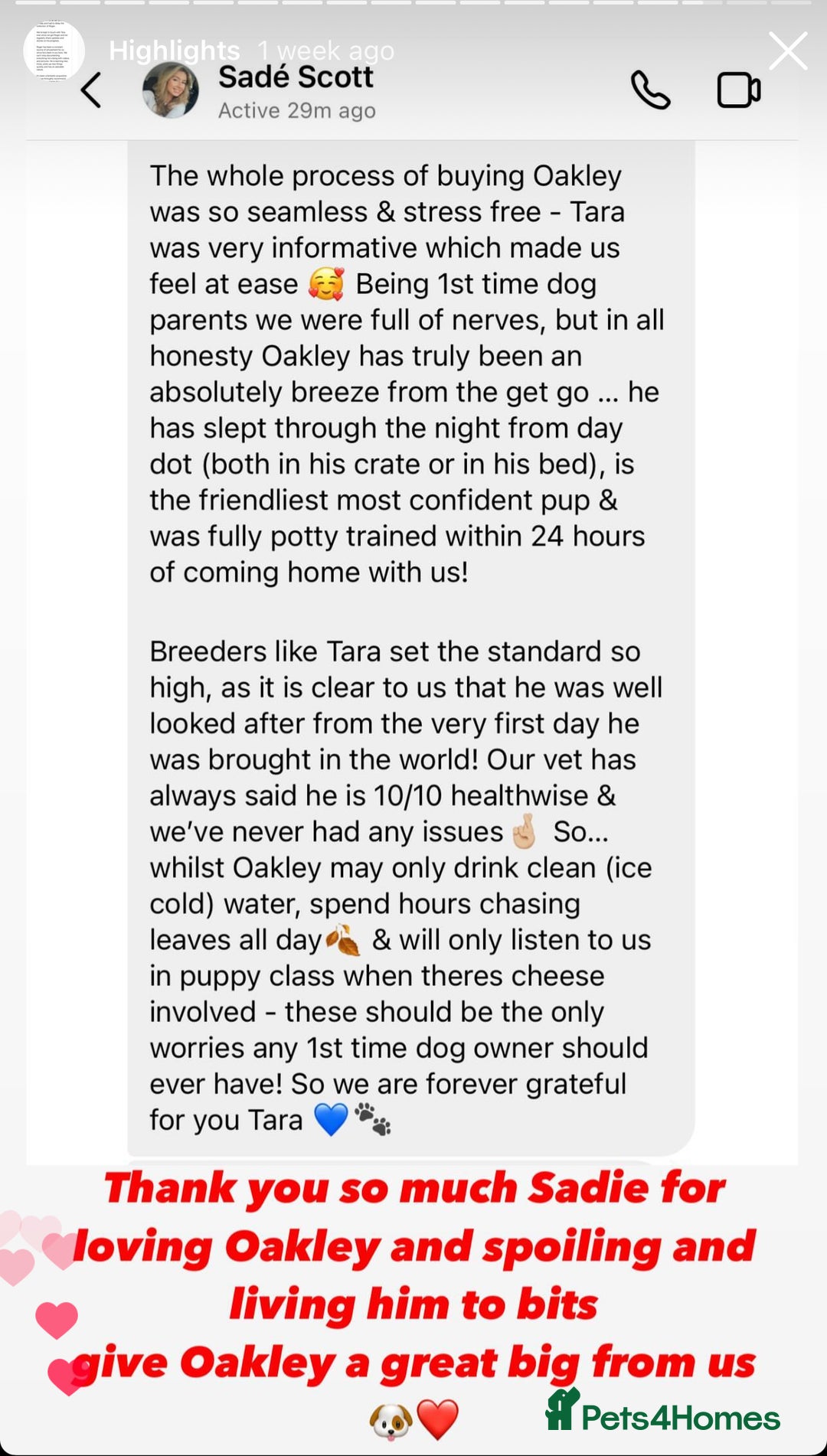 Cavapoo dogs for sale: Extensively Health Tested F1b Cavapoo Puppies  - Advert 16