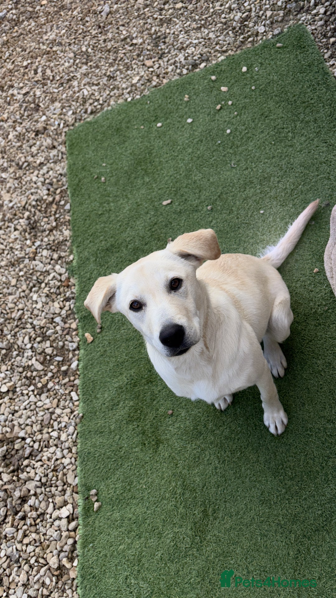 Labrador Retriever dogs for sale: Labrador for sale  - Advert 1