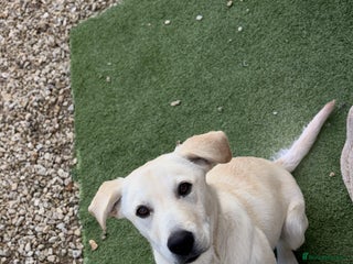 Labrador Retriever dogs Labrador for sale - Advert 8