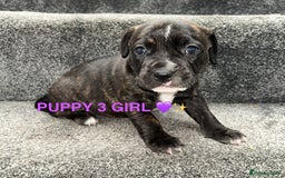Staffordshire Bull Terrier dogs for sale: 4 staffy pups  - Image 11