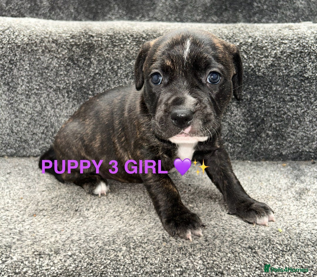 Staffordshire Bull Terrier dogs for sale: 4 staffy pups  - Image 11