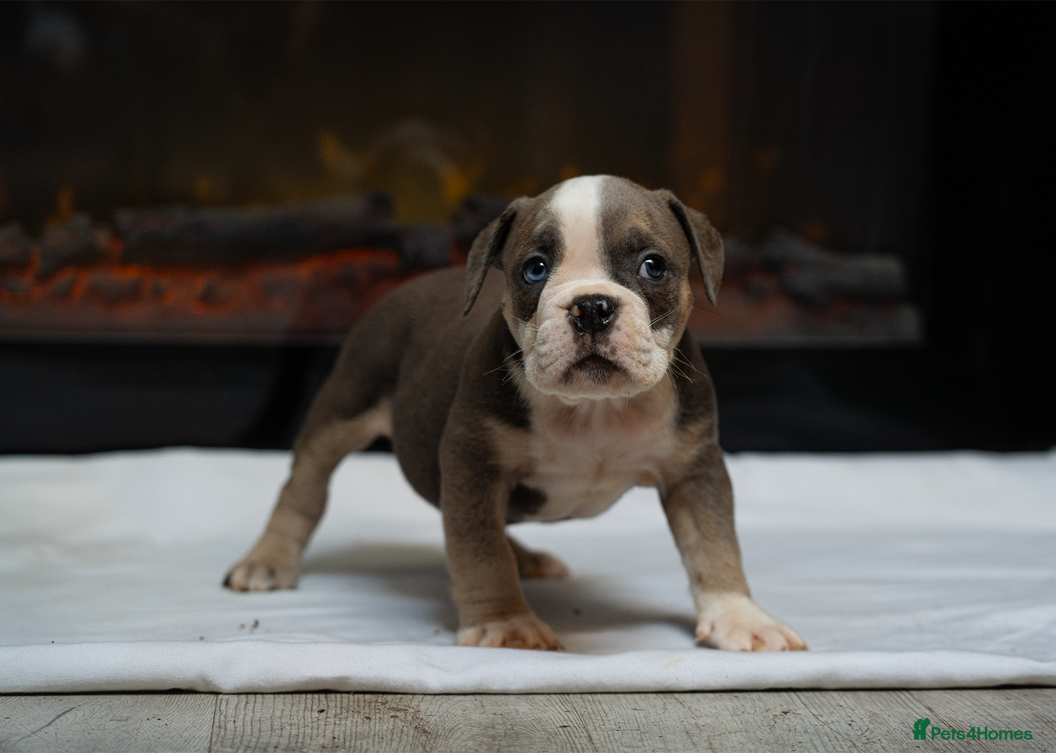 English Bulldog dogs for sale: English bulldogs PUPPIES only 4 pups left - Advert 7