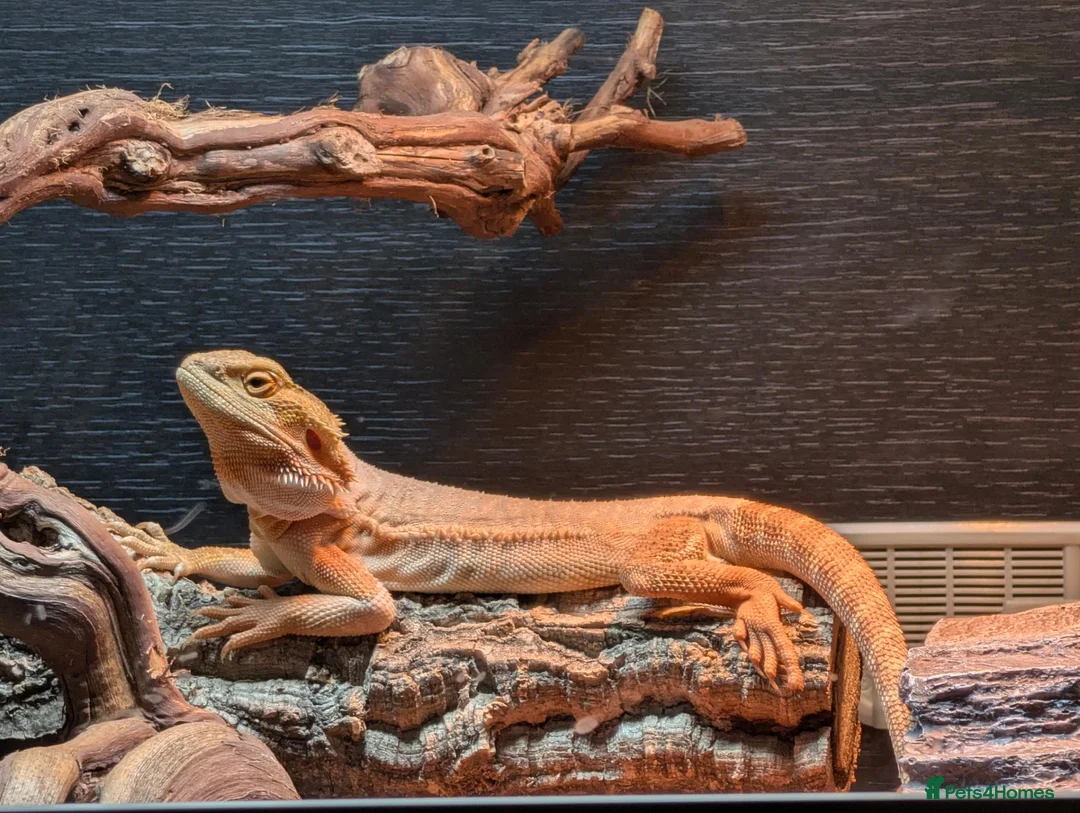 Bearded Dragon reptiles for sale: Orange bearded dragon and new vivarium  in Burton-on-Trent - Advert 1